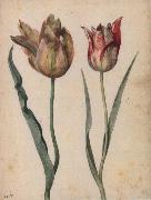 Two Tulips Georg Flegel